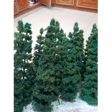 ARBOLES 1:100 CADA UNO