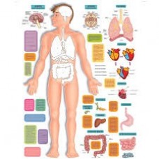 PLANCHA CUERPO HUMANO 50X65